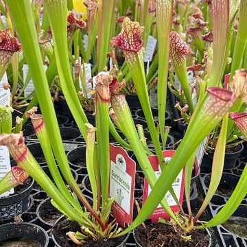 Sarracenia leucophylla