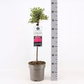 Роза ШАРМАН