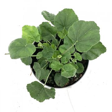 Lavatera 'Barnsley Baby'