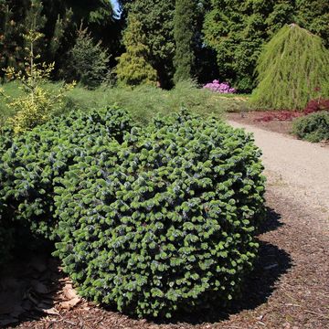 Picea sitchensis 'Tenas'