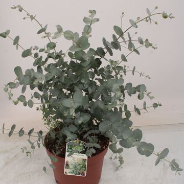 Eucalyptus gunnii