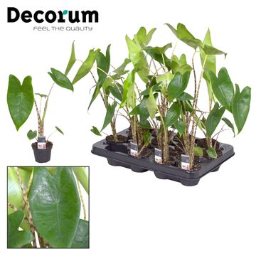 Alocasia zebrina Alocasia zebrina