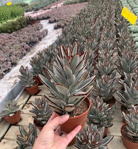 Kalanchoe tomentosa