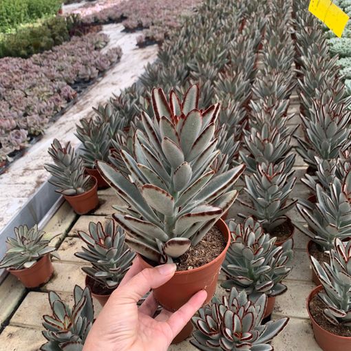 Kalanchoe tomentosa