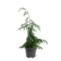 Chamaecyparis nootkatensis 'Pendula'