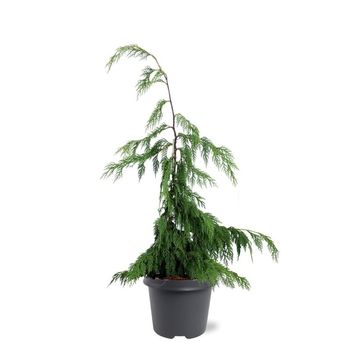 Chamaecyparis nootkatensis 'Pendula'