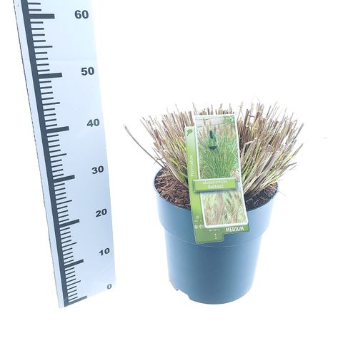 Pennisetum alopecuroides 'Red Head'