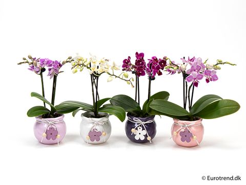 Phalaenopsis MIX