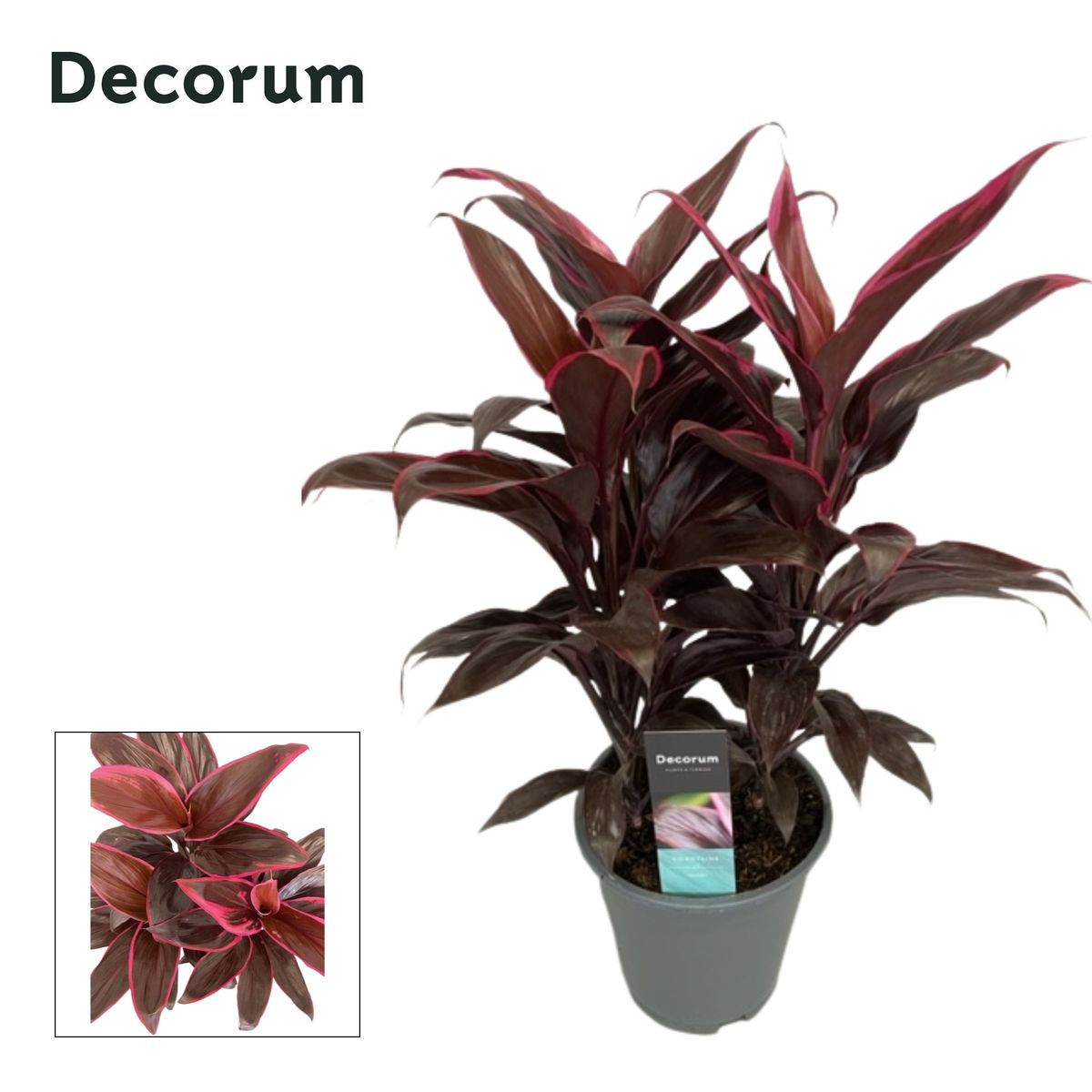 Cordyline fruticosa 'Mambo' — Groothandel in planten FlorAccess