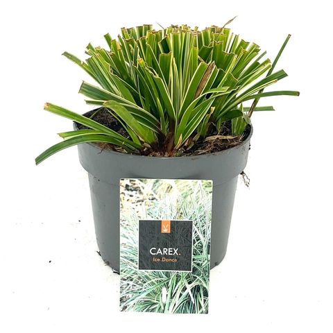 Carex morrowii 'Ice Dance'