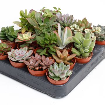Suckulenter MIX