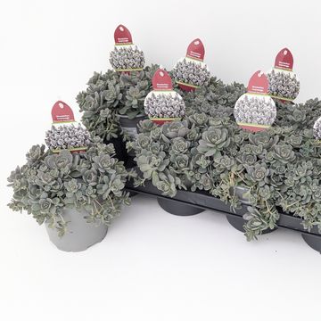 Orostachys iwarenge