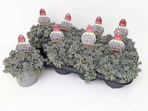 Orostachys iwarenge