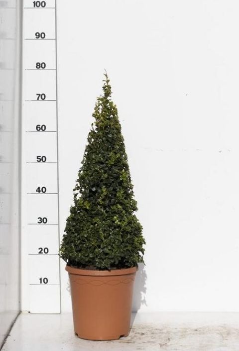 Buxus sempervirens