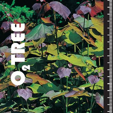 Catalpa x erubescens 'Purpurea'