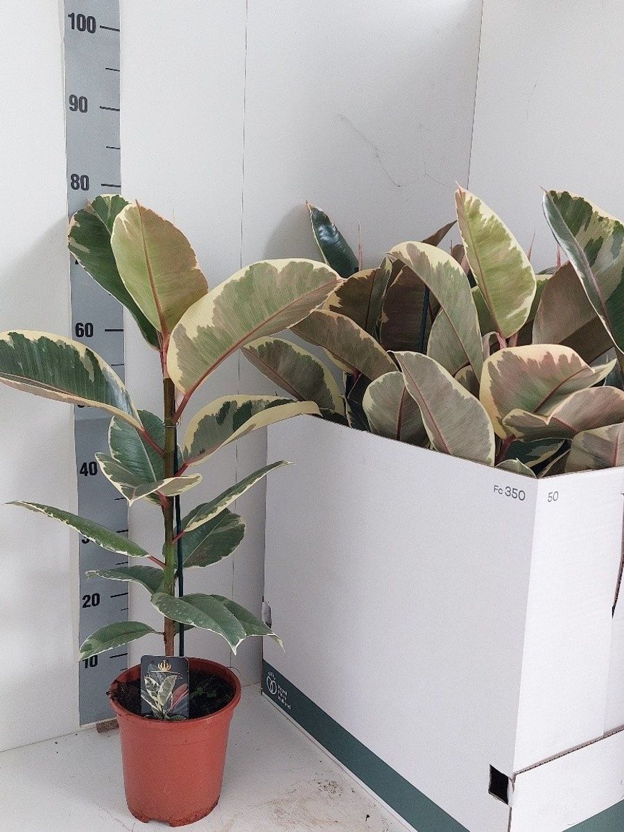 Ficus elastica 'Tineke' en Treasure main image 1