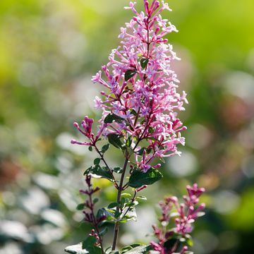 Syringa BLOOMERANG PINK PERFUME