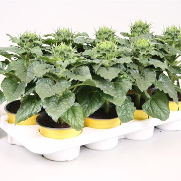 Helianthus annuus 'Sunsation'