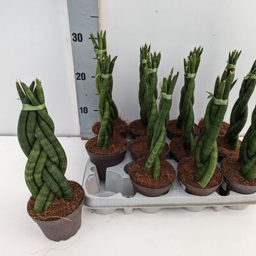Sansevieria cylindrica 'Braid'