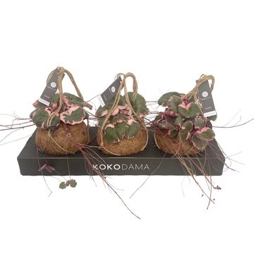 Saxifraga stolonifera 'Tricolor'