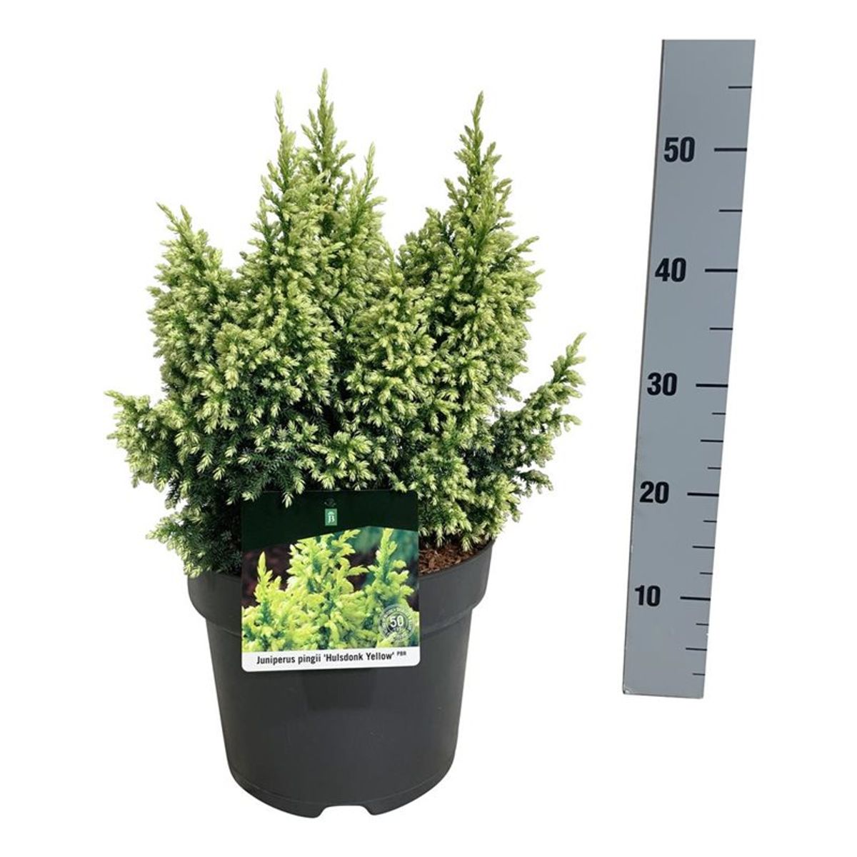 Juniperus pingii 'Hulsdonk Yellow' — Plant Wholesale FlorAccess