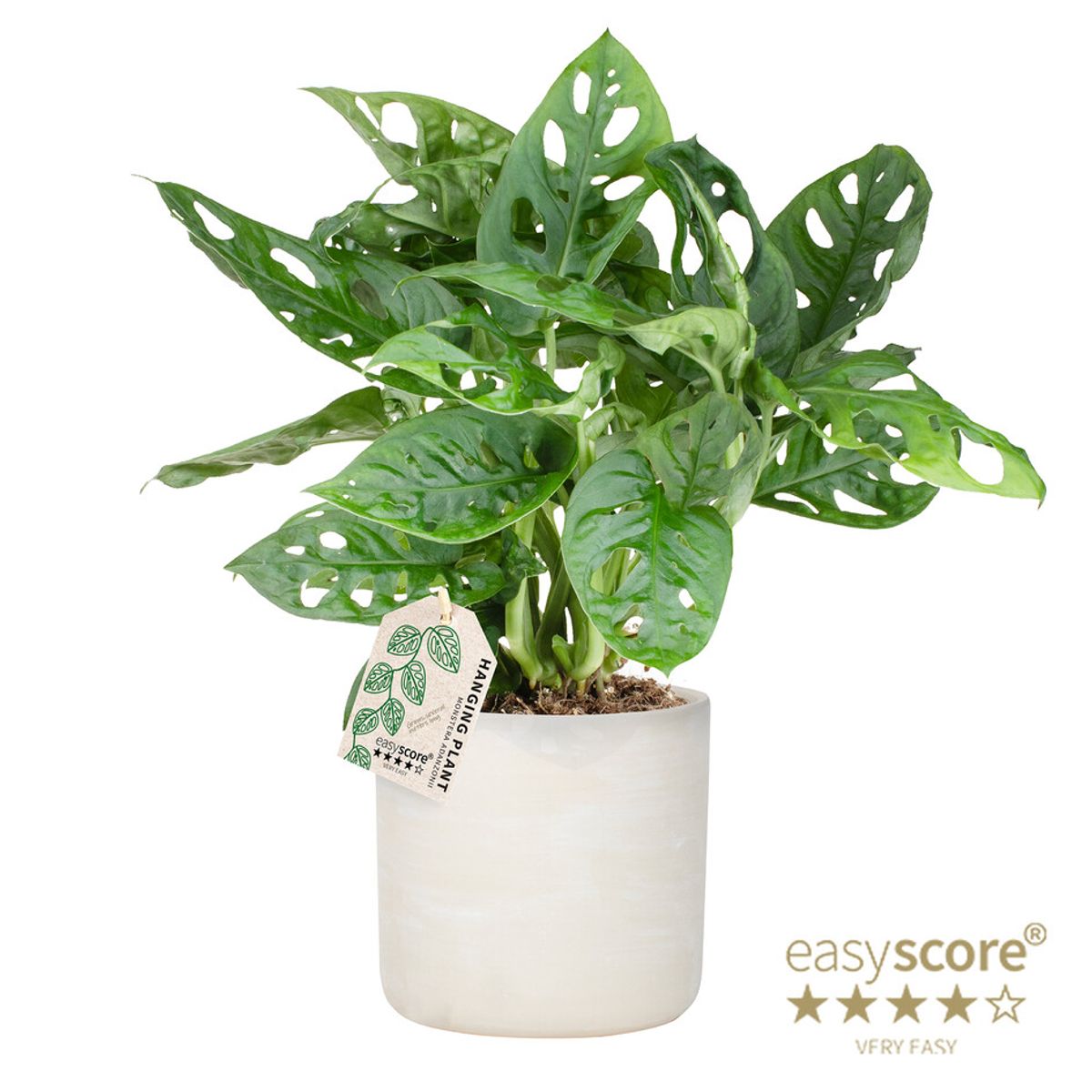 monstera leaf monkey Monstera adansonii 