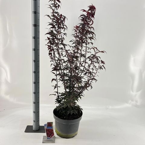Acer palmatum 'Twombly’s Red Sentinel'