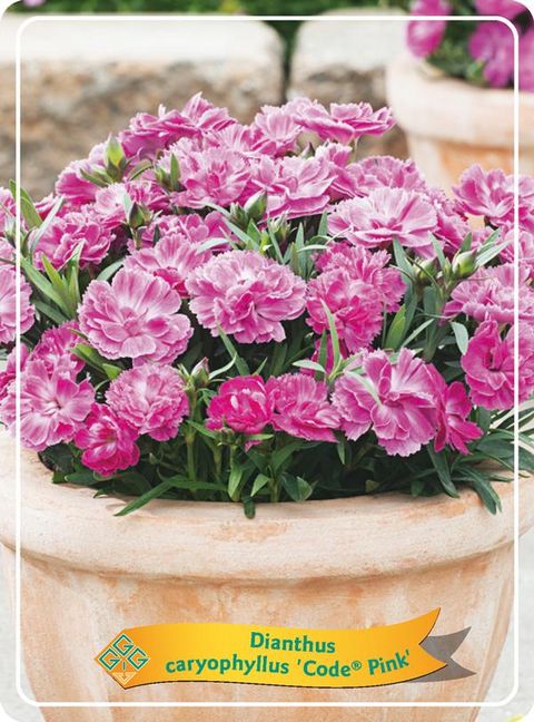 Dianthus CODE PINK