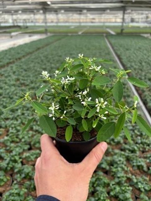 Euphorbia hypericifolia DIAMOND FROST