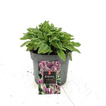 Stachys monieri 'Hummelo'