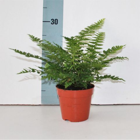 Polystichum aculeatum