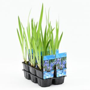 Iris setosa (Moerings Waterplanten)