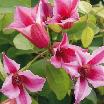 Clematis 'Duchess of Albany' (T)