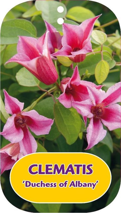 Clematis 'Duchess of Albany' (T) — Plant Wholesale FlorAccess