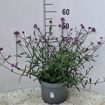 Verbena bonariensis