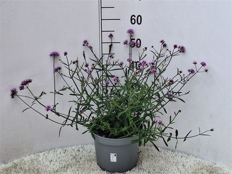 Verbena bonariensis