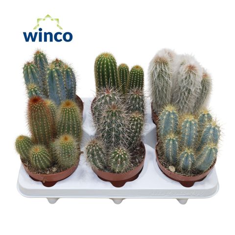 Cactos MIX