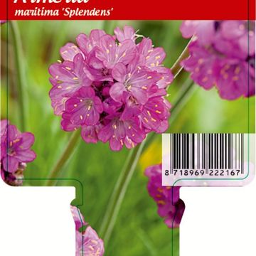 Armeria maritima 'Splendens'