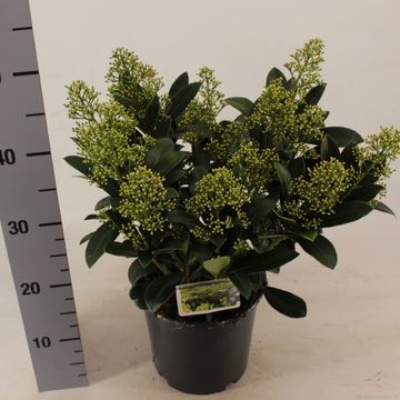 Skimmia japonica 'Finchy'