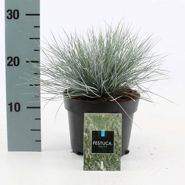 Festuca glauca 'Elijah Blue'