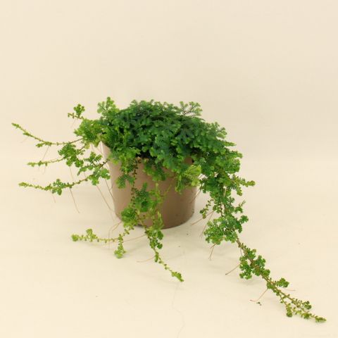 Selaginella 'Peacock'