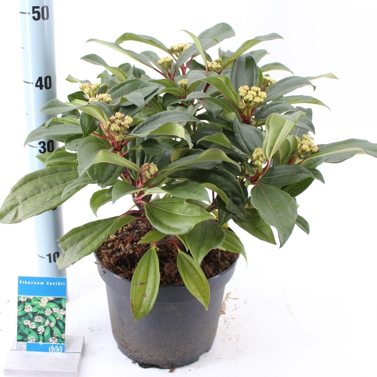 Viburnum davidii — Plant Wholesale FlorAccess