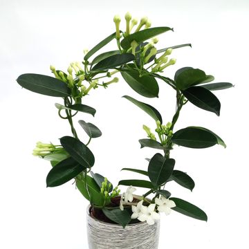 Stephanotis floribunda