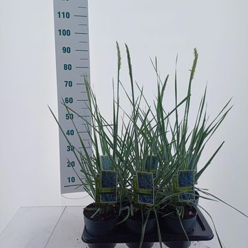 Leymus arenarius 'Blue Dune'
