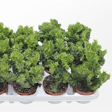 Euphorbia lactea 'Cristata'