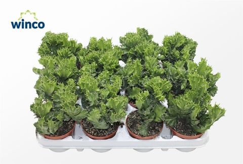 Euphorbia lactea 'Cristata'