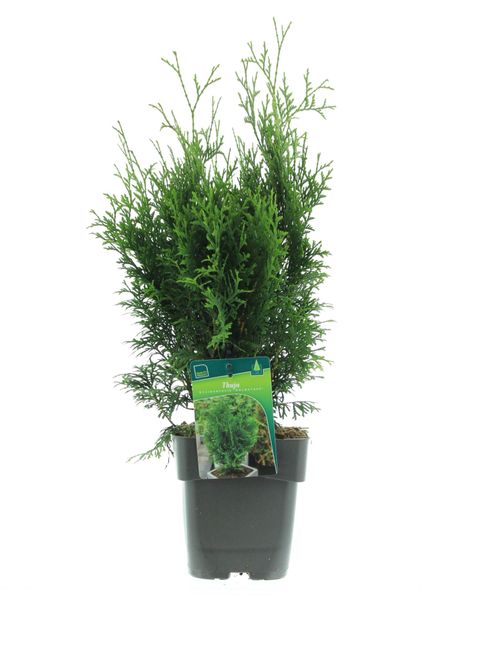 Thuja occidentalis 'Holmstrup'