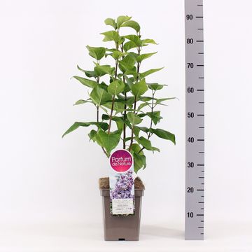 Syringa vulgaris 'Nadezhda'