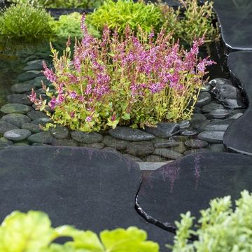 Rotala indica