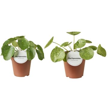 Pilea peperomioides VARIEGATA MIX